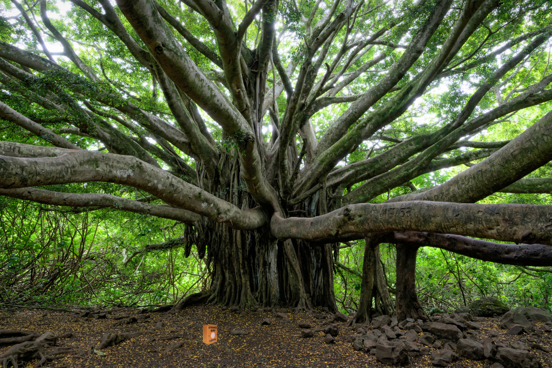 Tree Hugger