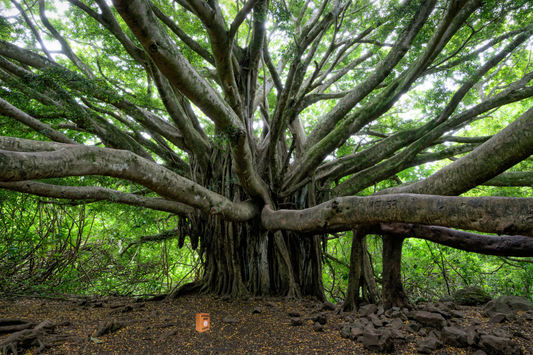 Tree Hugger